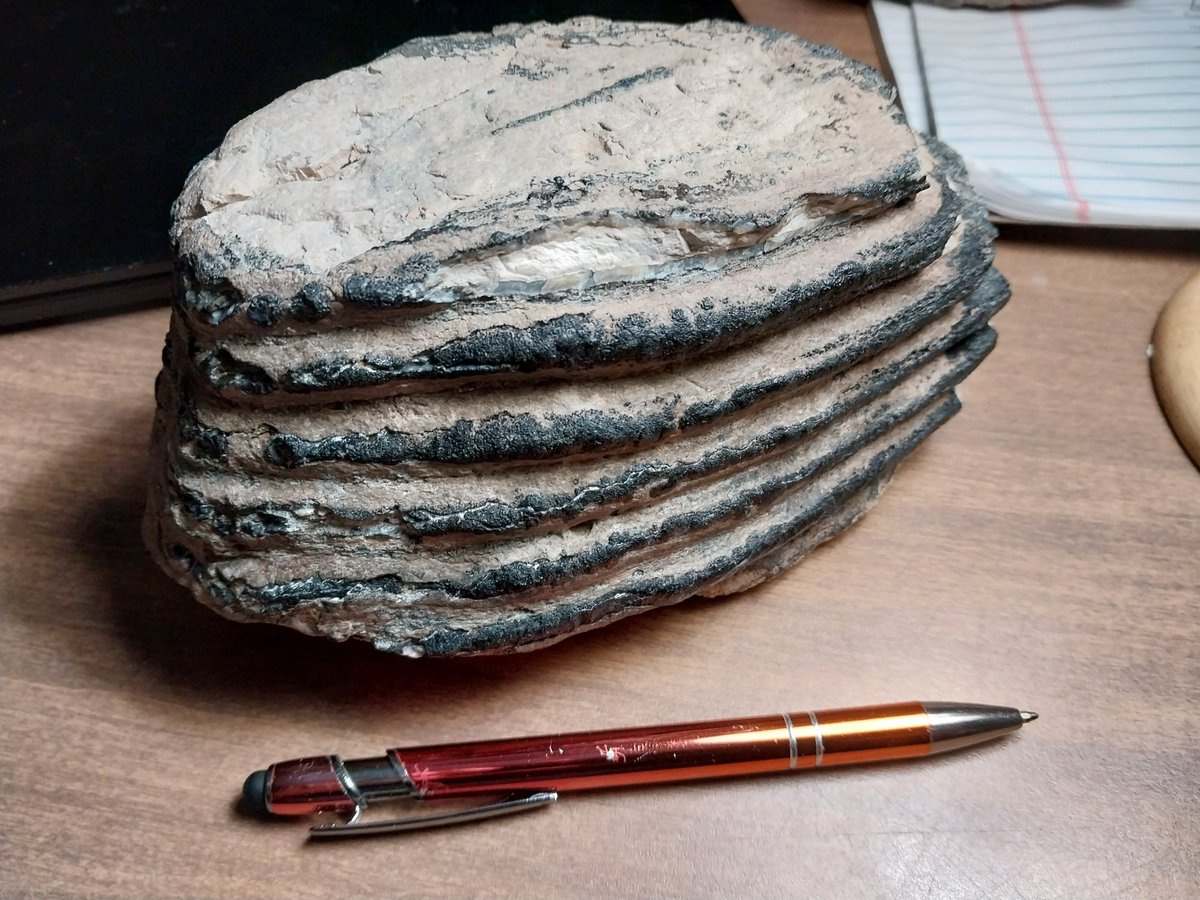 David @ Myrtle Beach tweet media