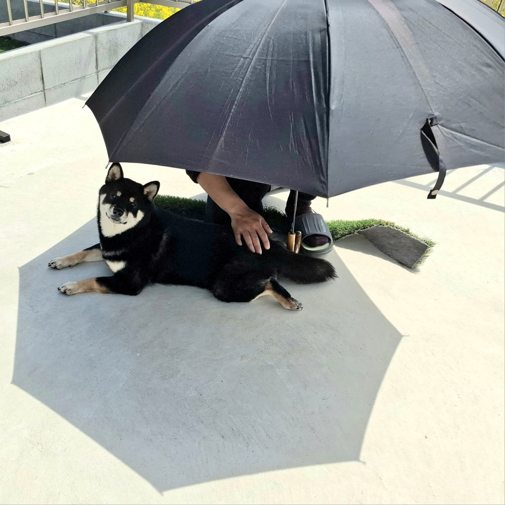 黒柴あおい🐾 tweet media