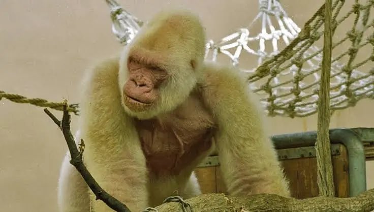 pixeluno tweet media