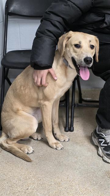 Petfind TORONTO tweet media