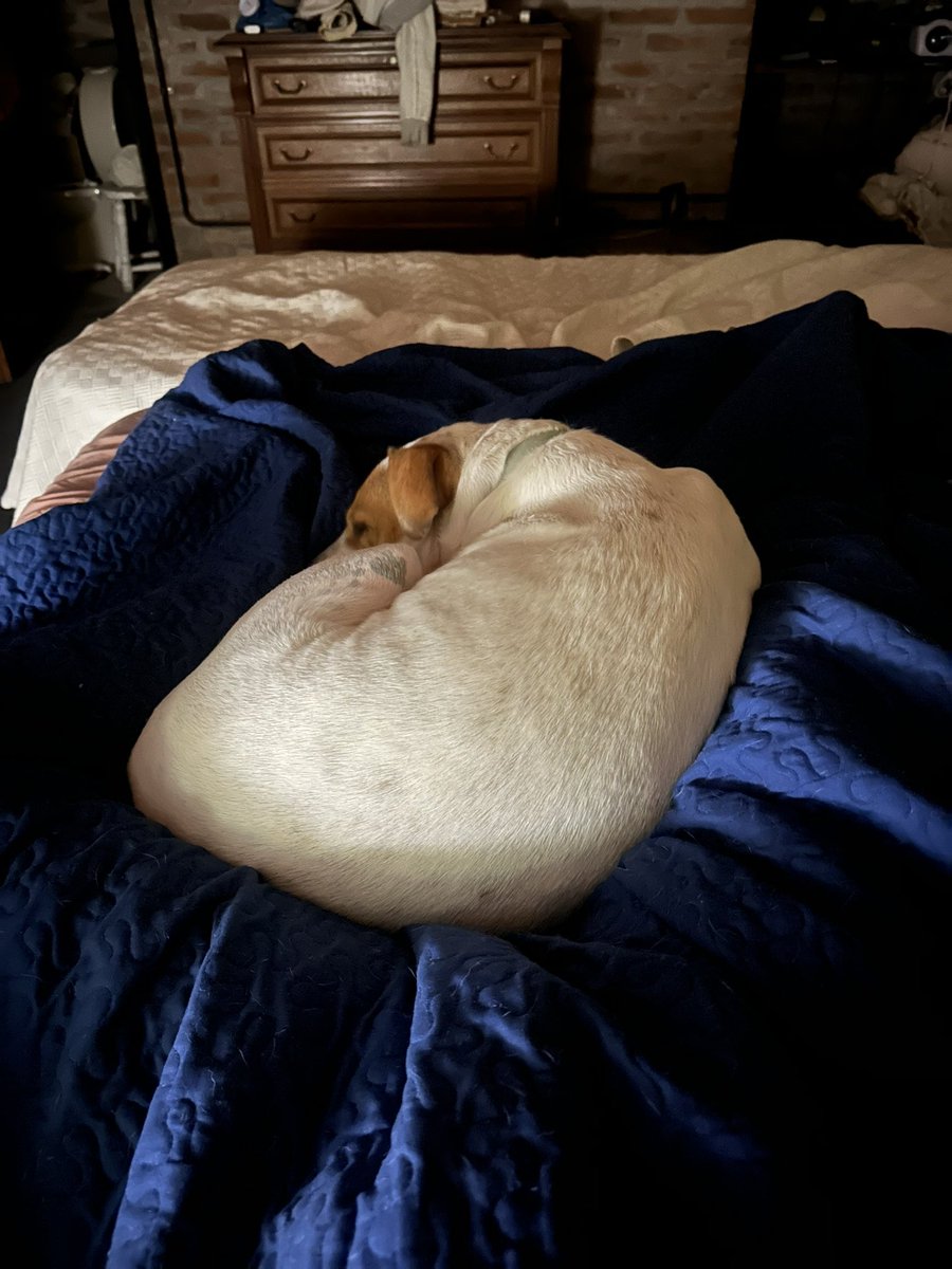 Pedro Lambertini tweet media