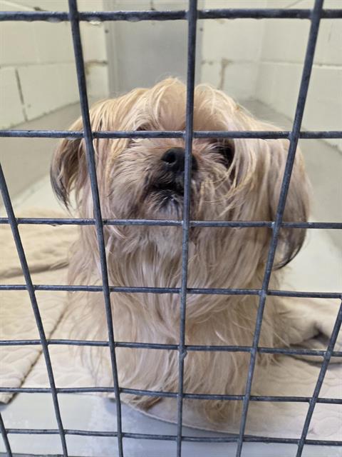 Petfind TORONTO tweet media