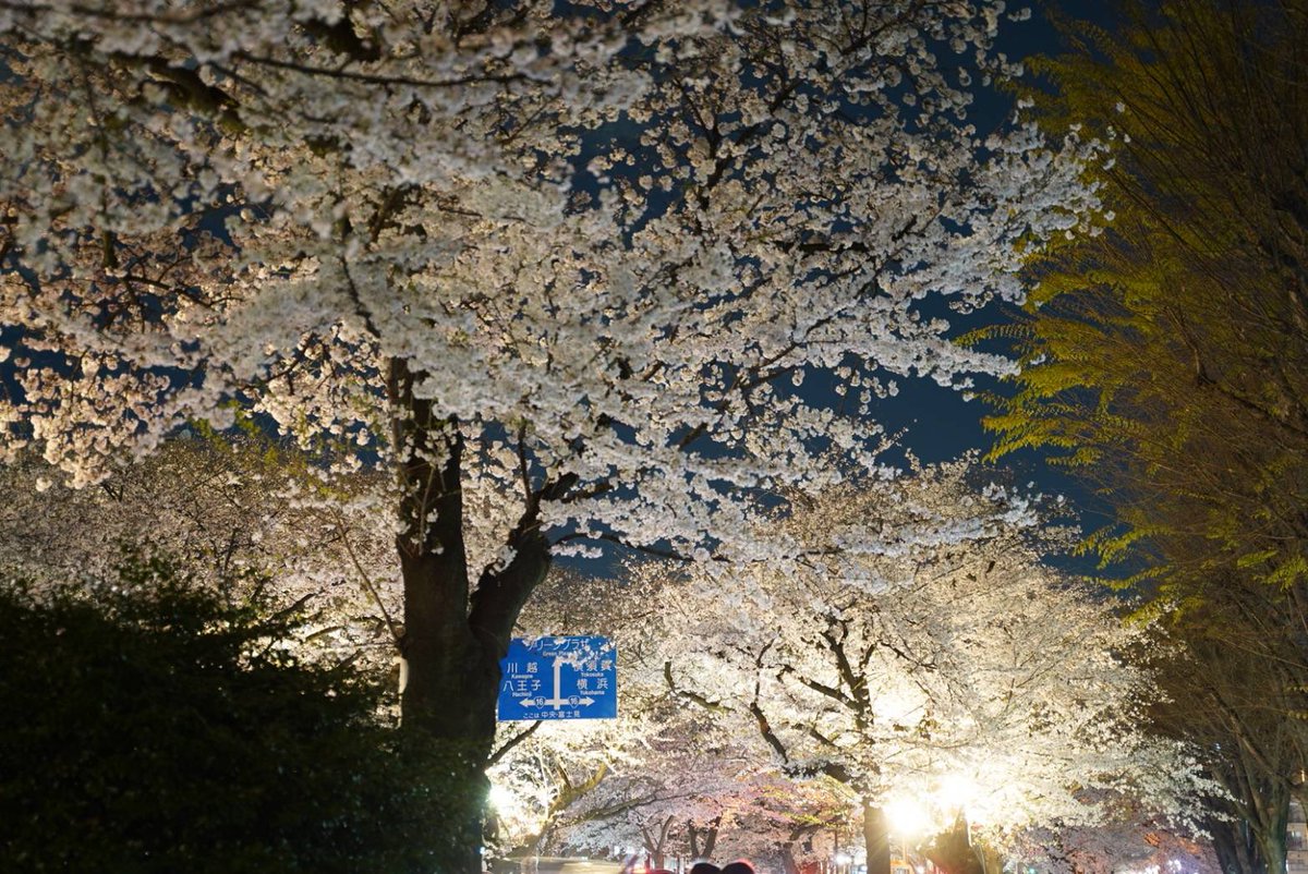🌸今年も実施「桜並木ライトアップ」🌸

市役所前の通りに並ぶ約100本の桜がやさしい光に照らされます💡
昼とは違う幻想的な夜桜、ぜひお楽しみください🌙

🗓️ 3/26（木）〜4/3（金） 18時〜22時
📍 市役所さくら通り
🔗 city.sagamihara.kanagawa.jp/_res/projects/…

※4/3（金）17時〜市役所および周辺駐車場は利用不可