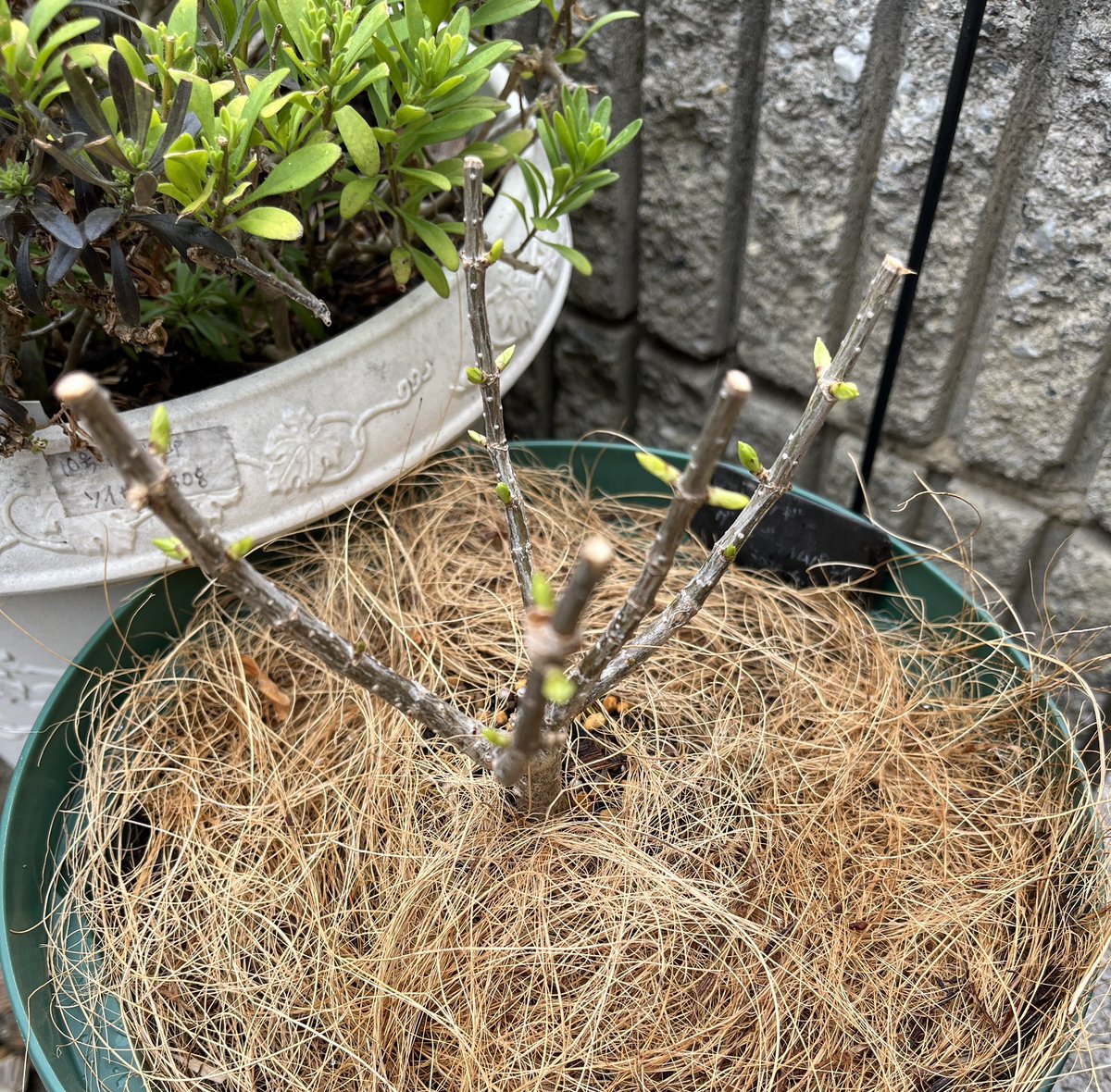 水耕栽培中のミニトマト可愛い😊

冬越し中外に置いてて大丈夫とのことで
ほったらかしだったノリウツギ 
枯れてるんじゃないかと心配してたら
やっと🌱が出てきた🙌

今、草丈５０cmのミニ茄子やプチじゃがとかの種を注文中 オクラも水耕栽培
出来るの見つけて試してみたい😂