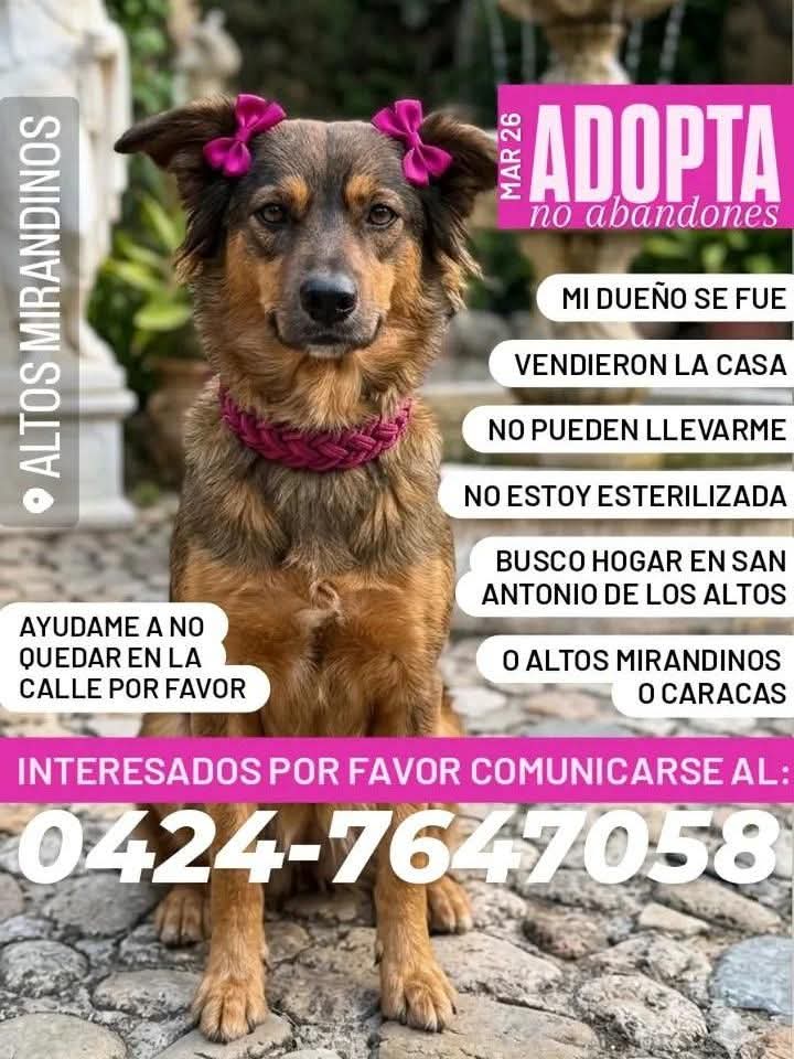 PerroUsuario Wof '•' tweet media