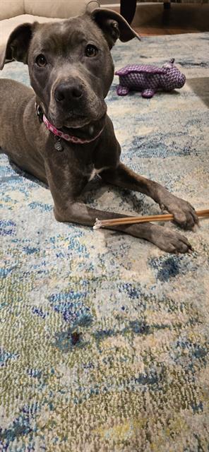 Petfind TORONTO tweet media