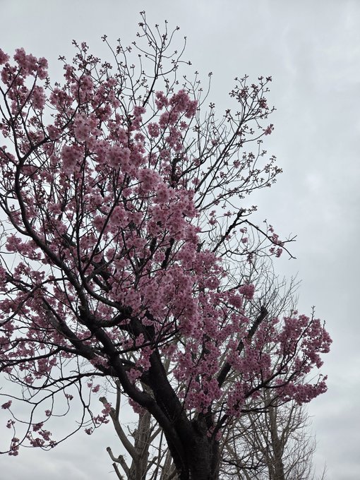 曇天ながら桜が咲いていたので。公園のはまだ全然だったので、品種が違うのでしょう。 