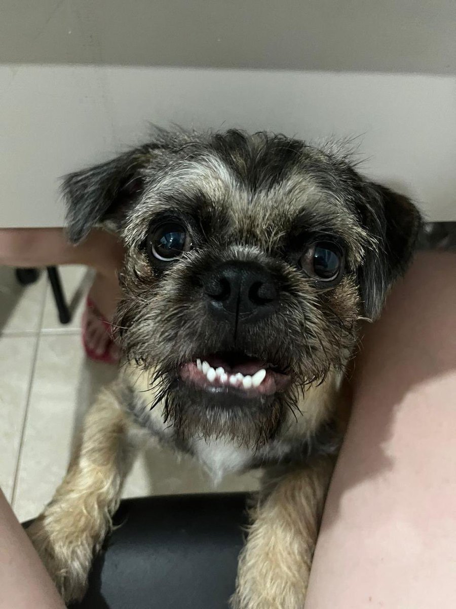 lia loló tweet media