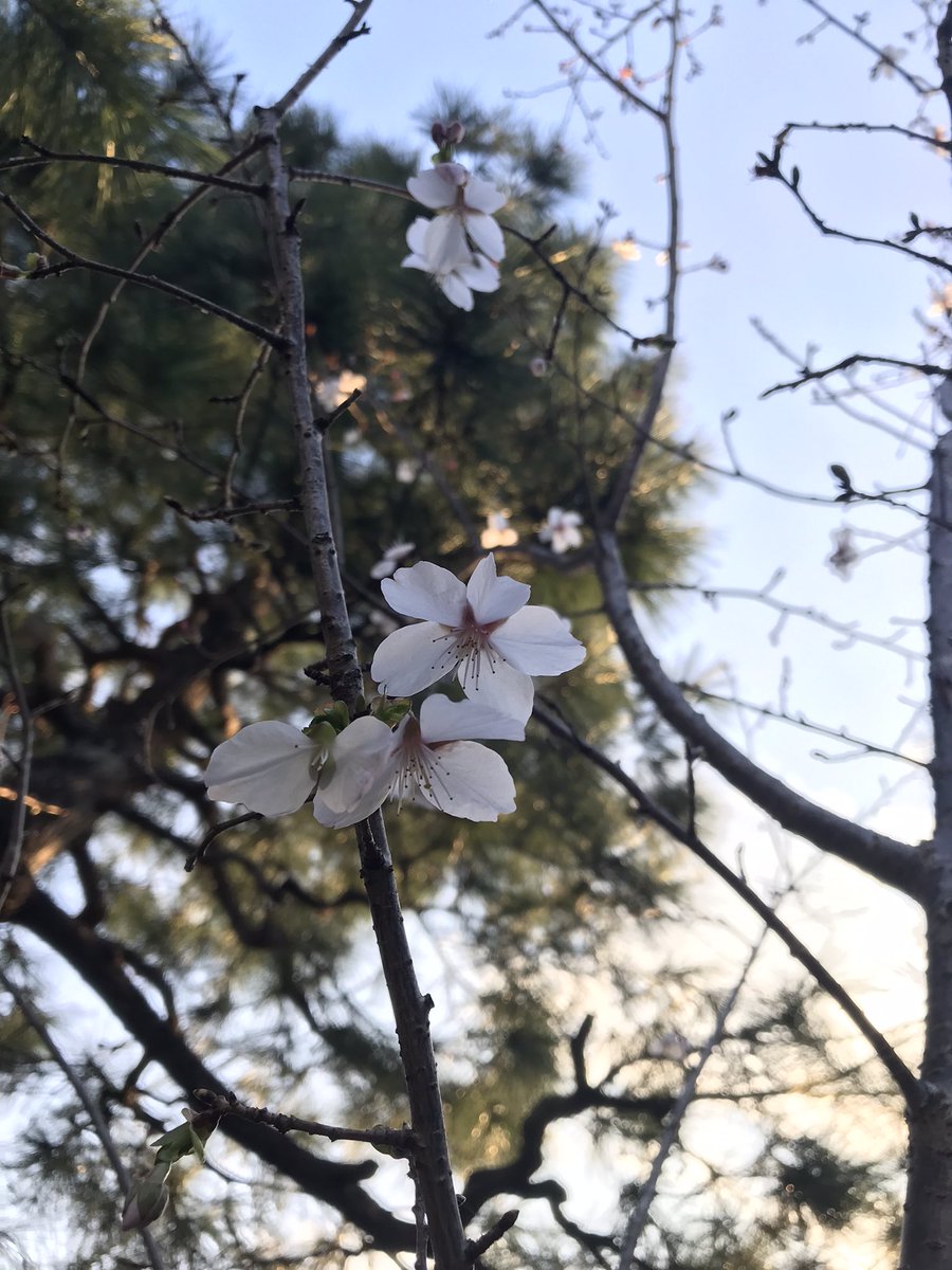 GionCorner's tweet photo. ギオンコーナーにも春がやってきました〜🌸
Spring has arrived 🌸

#ギオンコーナー
 #GionCorner https://t.co/JSflWsVfIg
