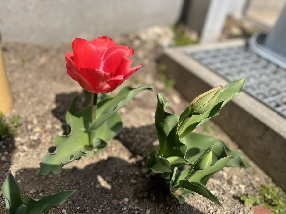 チューリップ、閉じている花びらが一日の間に緑から赤になる仕組みもすごいし、葉っぱの形も独特で、子供が絵に描くポピュラーっぽさに反してかなり変わってる植物だと思う。そして花が終わると程なく枯れちゃう。