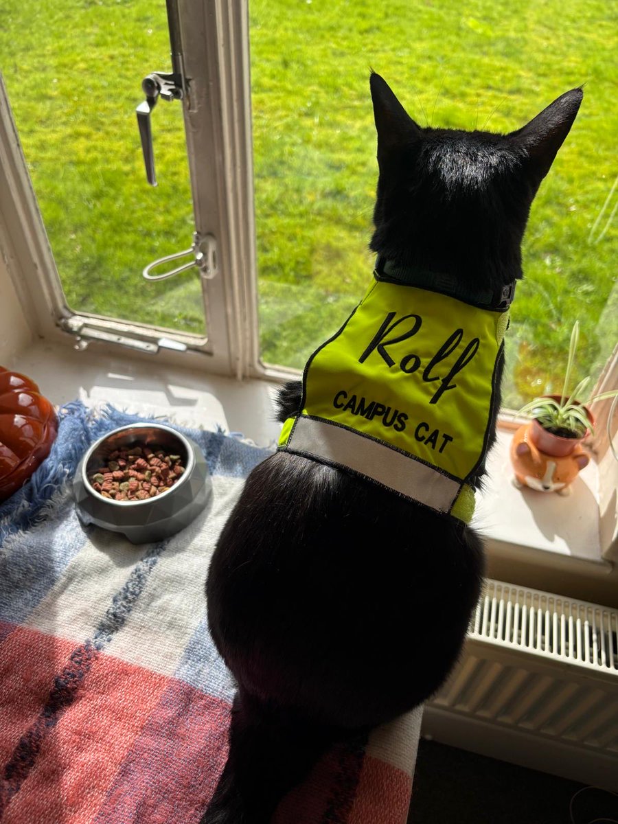 Rolf the University of Warwick Campus Cat tweet media