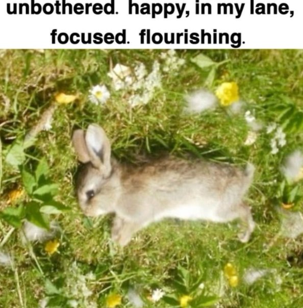 ᰍ KYLE / BASIL ₊ ⊹₍ᐢᐢ₎ ᰔᩚ COMMS !! tweet media