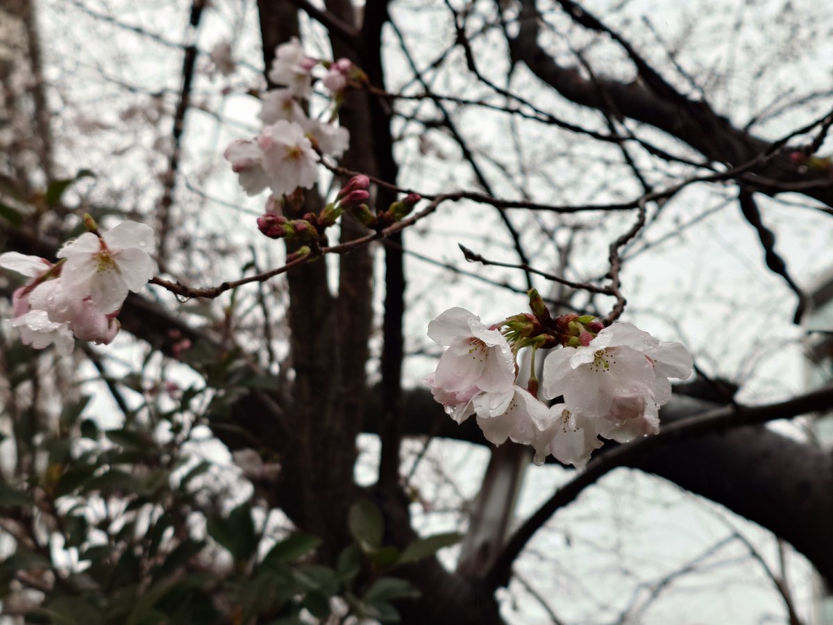 前田勝久 tweet media