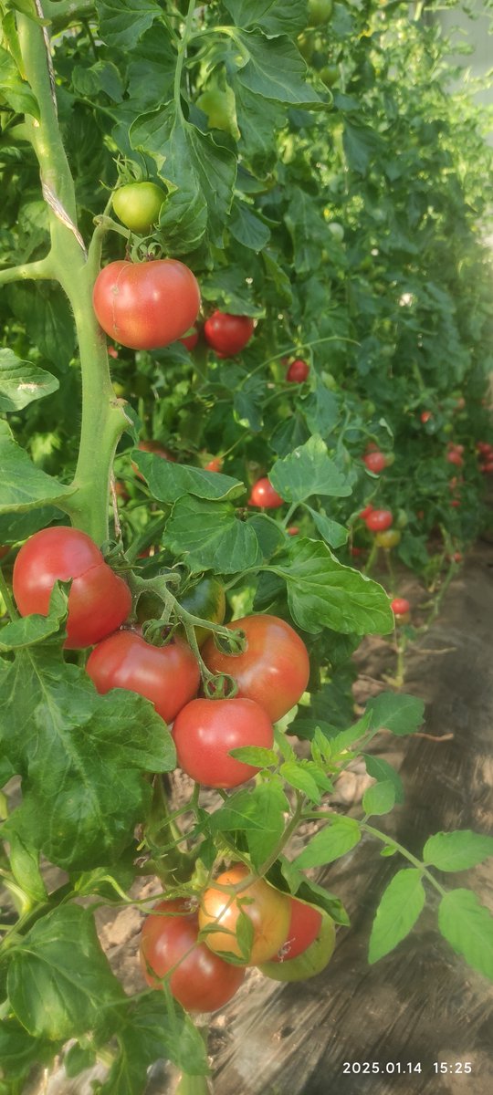 Wilma Rochelle tweet media