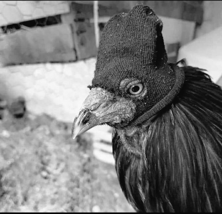 Mkoloni🇰🇪™ tweet media