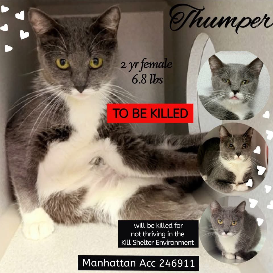 ngremmy's tweet photo. 🆘Please REPOST-adopt-foster🆘

THUMPER is on the “emergency placement” list at NYC AC&amp;C and needs out of the shelter by 12 NOON 3/26!

#TeamKittySOS https://t.co/Gss2ne43gN https://t.co/ziKIp8ZT6x