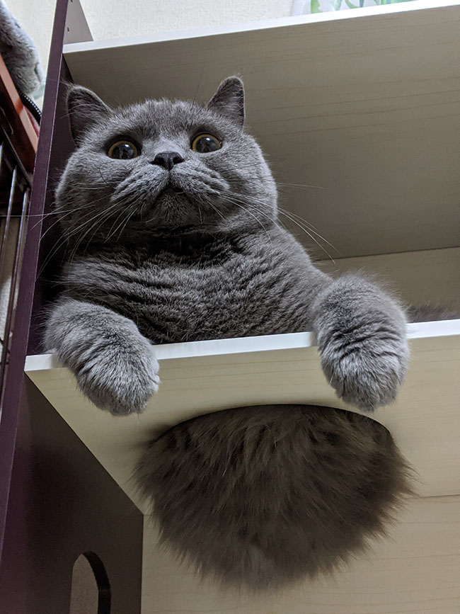 ニャンフェス実行委員会 tweet media