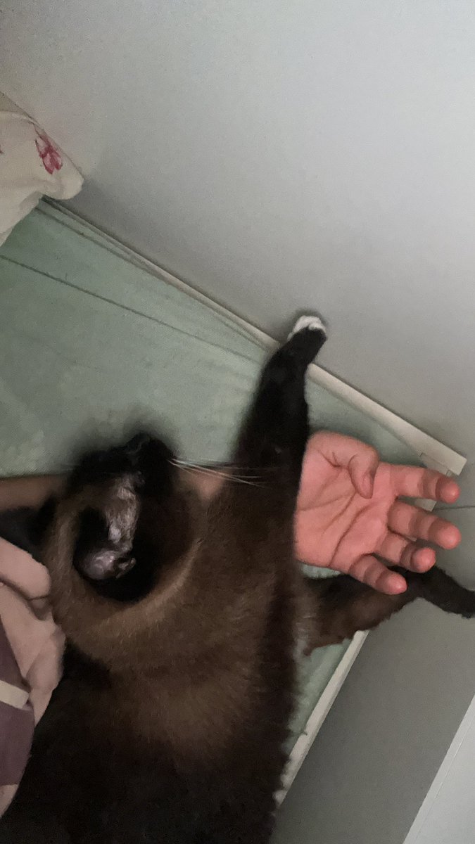 gra ☆.。a gemea da grazi tweet media