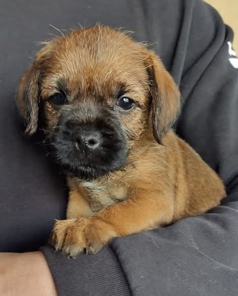 Alyza Malik tweet media