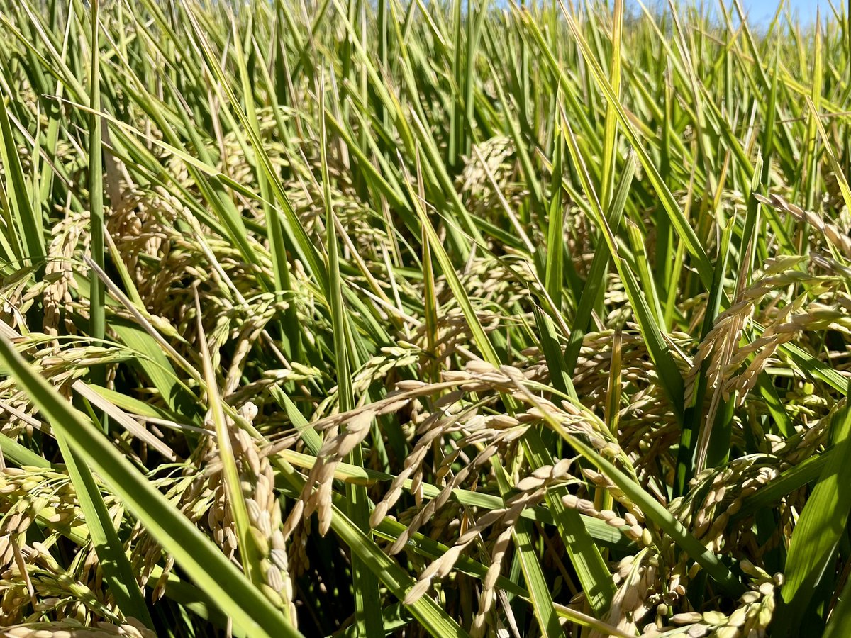 GribbleRC's tweet photo. Thinking you’re going to enjoy thumping #highmoisture #rice through their header, whilst maintaining efficiency &amp; capacity, without cost - better stop smoking “Murrumbidgee Marlboros” ! @RiceBreeding @RiceExtension https://t.co/y05J61sspS