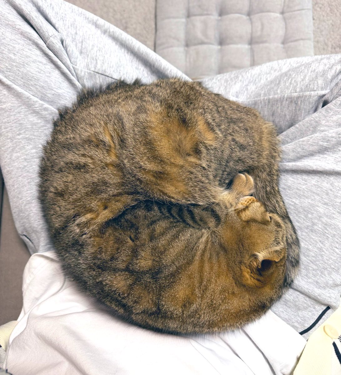 猫部長 tweet media