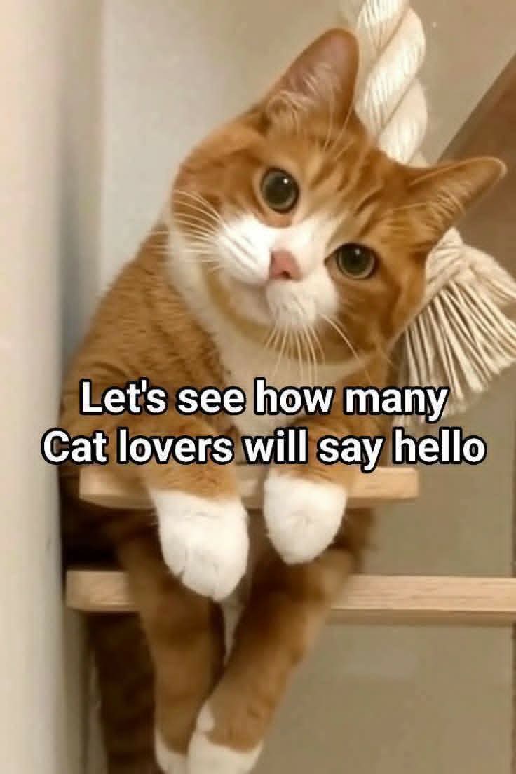 Alyza Malik tweet media