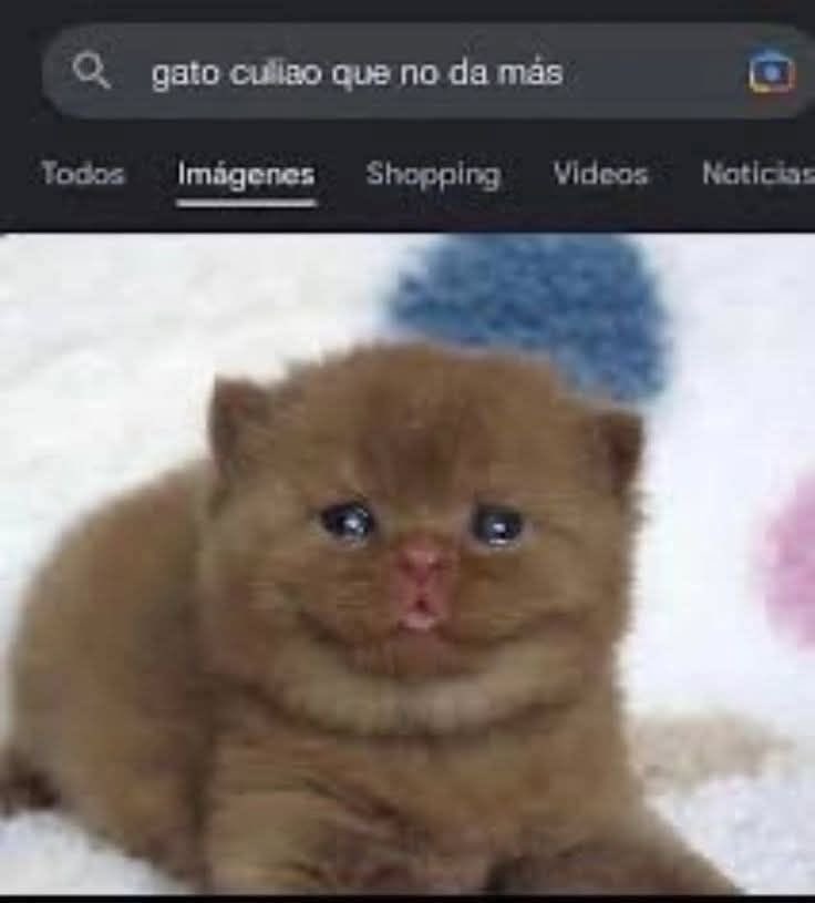 Pau⋆𝐣𝐨𝐬𝐬𝐠𝐚𝐰𝐢𝐧 𝐚𝐮'𝐬 tweet media