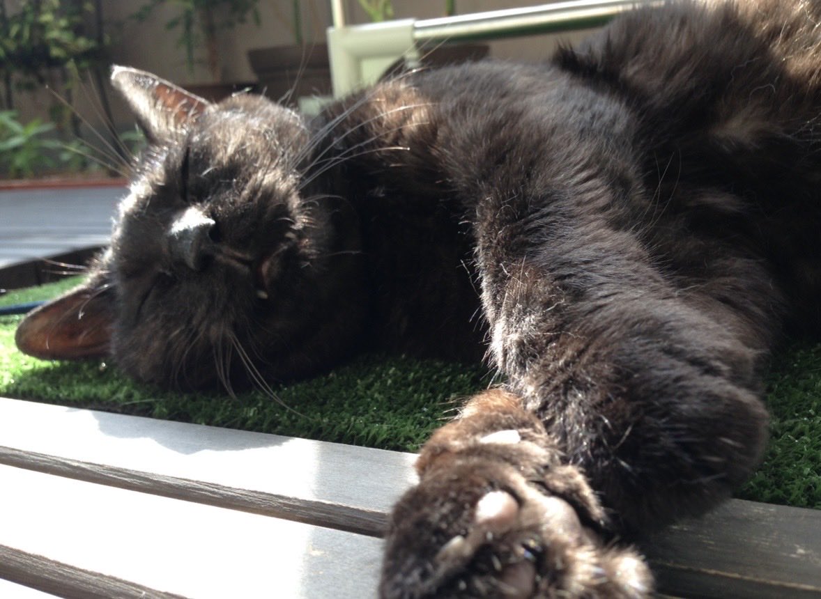 篠原烏童 tweet media