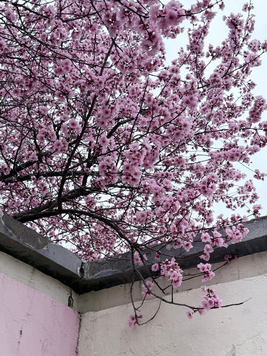 Susan（互fo） tweet media