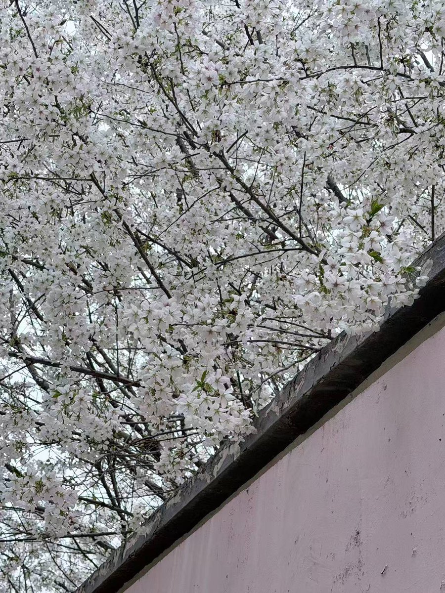 Susan（互fo） tweet media