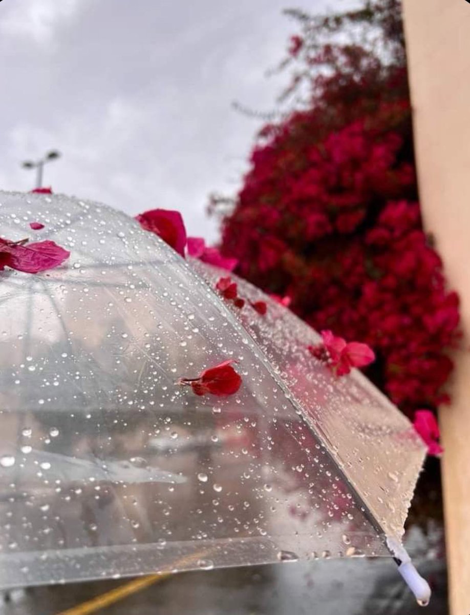 أمل البريكيه tweet media