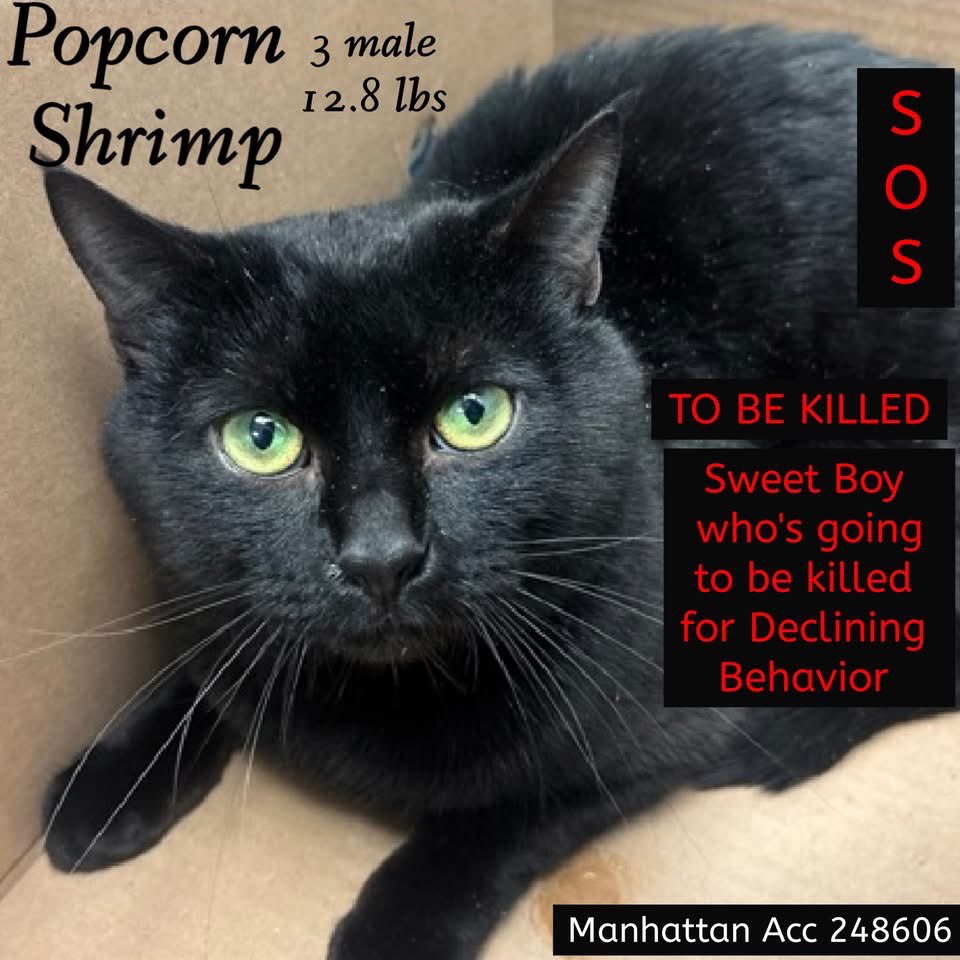 Nik & Marley Cat tweet media