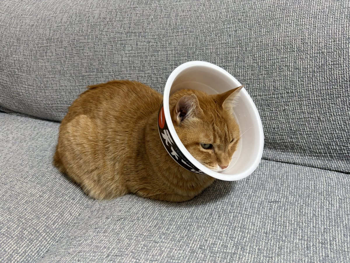 highcon5's tweet photo. 天下一品イエネコ🐈 https://t.co/WRZR59wP1C