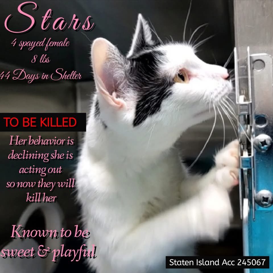 🆘Please REPOST-adopt-foster🆘

STARS is on the “emergency placement” list at NYC AC&amp;C and needs out of the shelter by 12 NOON 3/26!

#TeamKittySOS newhope.shelterbuddy.com/Animal/Profile…