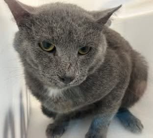 ngremmy's tweet photo. 🆘Please REPOST-adopt-foster🆘

MYSTIC is on the “emergency placement” list at NYC AC&amp;C and needs out of the shelter by 12 NOON 3/26!

#TeamKittySOS https://t.co/kES5q5v55E https://t.co/K9W6M0sfyq