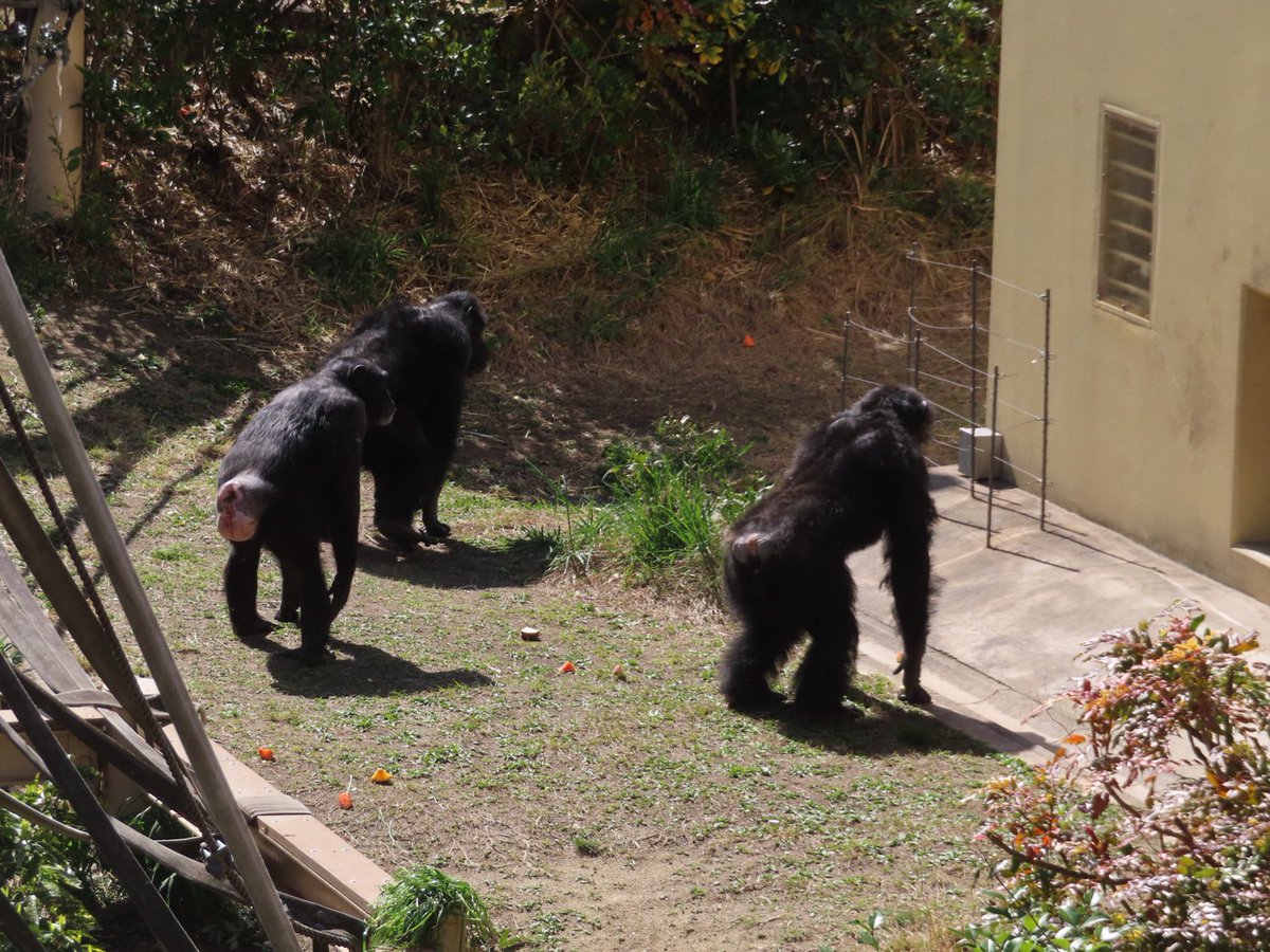 こすもす花 tweet media