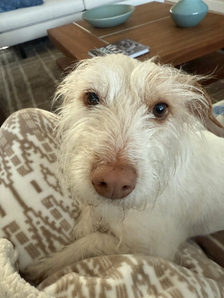 steiner7mk's tweet photo. @DoodleNessa Big birthday boop from Ellie and I. Happy Birthday Nessa🎉🎉🎂🎂🍾🍾 https://t.co/SjfKhB0YlA