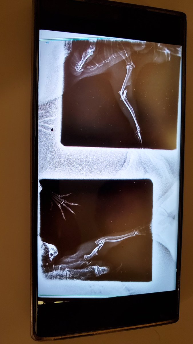 ｽｽﾞﾒﾊﾞﾁ仮面ﾋﾛﾎﾟﾝ@3/29ｱｸﾊﾞｽ出店お手伝い tweet media