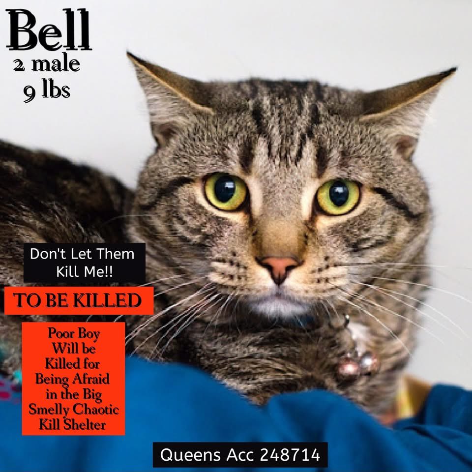 ngremmy's tweet photo. 🆘Please REPOST-adopt-foster🆘

BELL is on the “emergency placement” list at NYC AC&amp;C and needs out of the shelter by 12 NOON 3/26!

#TeamKittySOS https://t.co/31spLCO0bp https://t.co/XbVYDSeLXx