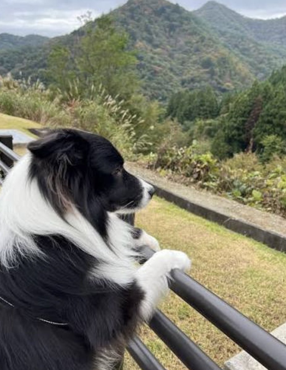 ぶぉん𝕏 tweet media