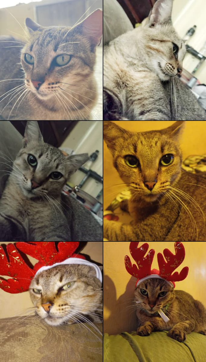 𝙻𝚊𝚍𝚢 𝙵𝚎𝚎𝚕𝚢 tweet media