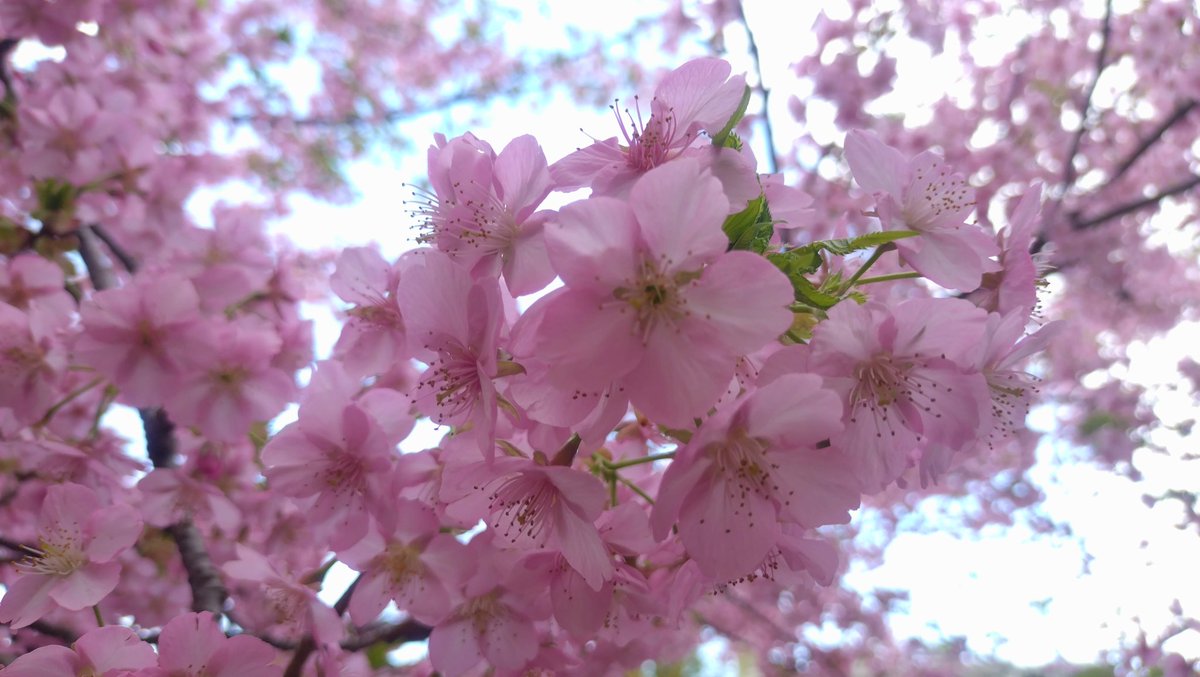 つっつん tweet media