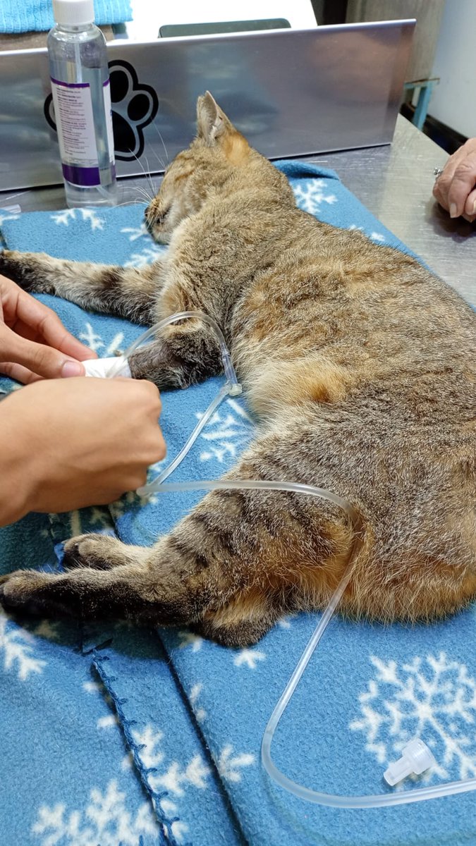 𝙻𝚊𝚍𝚢 𝙵𝚎𝚎𝚕𝚢 tweet media