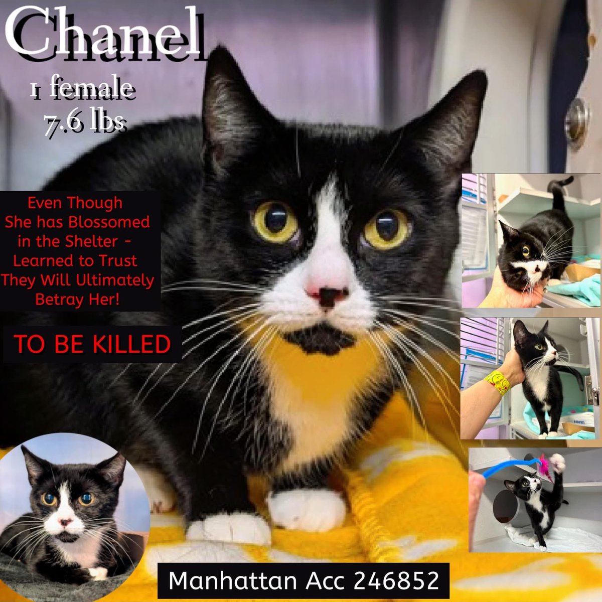 ngremmy's tweet photo. 🆘Please REPOST-adopt-foster🆘

CHANEL is on the “emergency placement” list at NYC AC&amp;C and needs out of the shelter by 12 NOON 3/26!

#TeamKittySOS https://t.co/EAkDXGW4Wd https://t.co/2KtJtMvvEz
