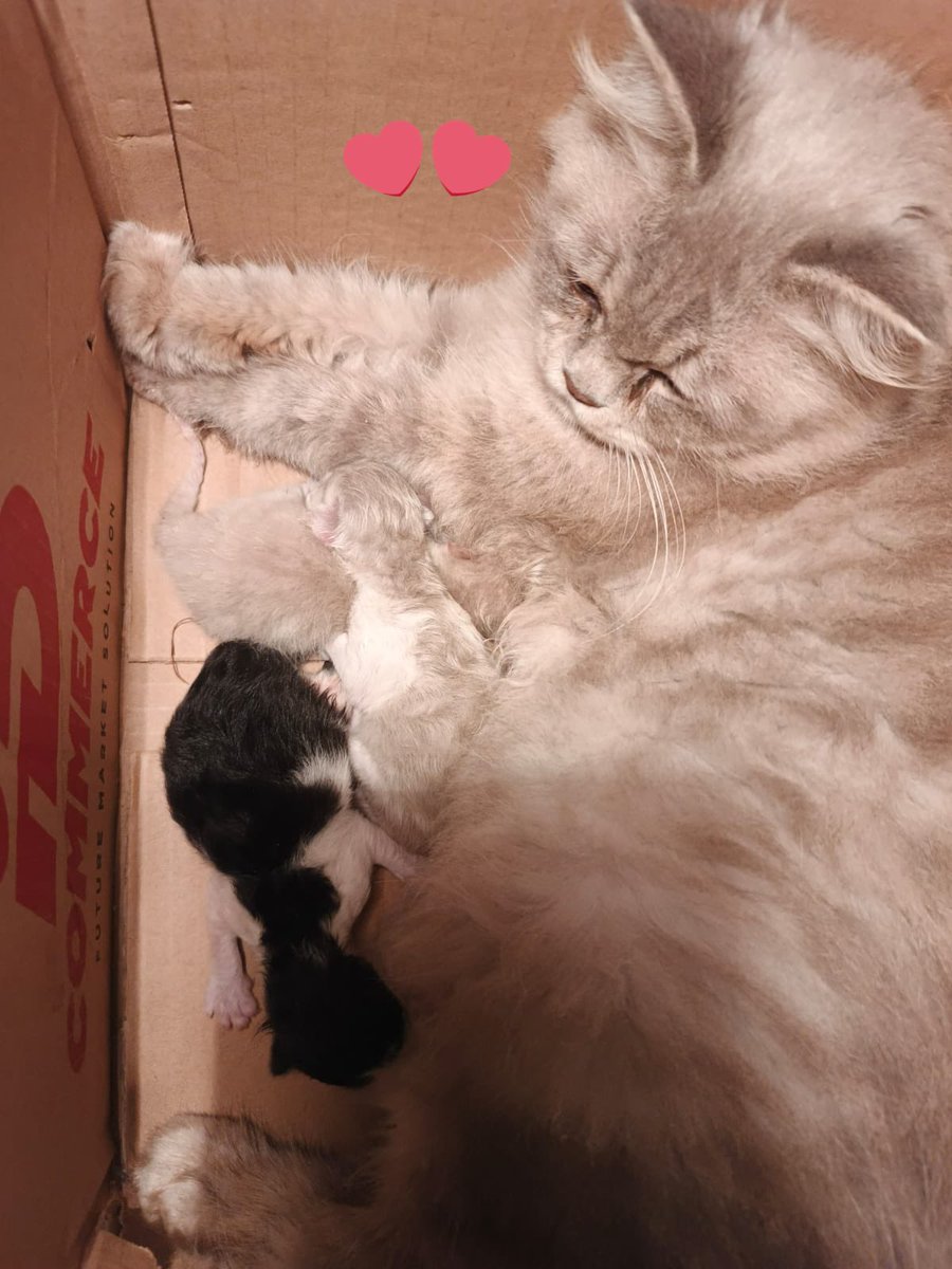 farr🌻 tweet media