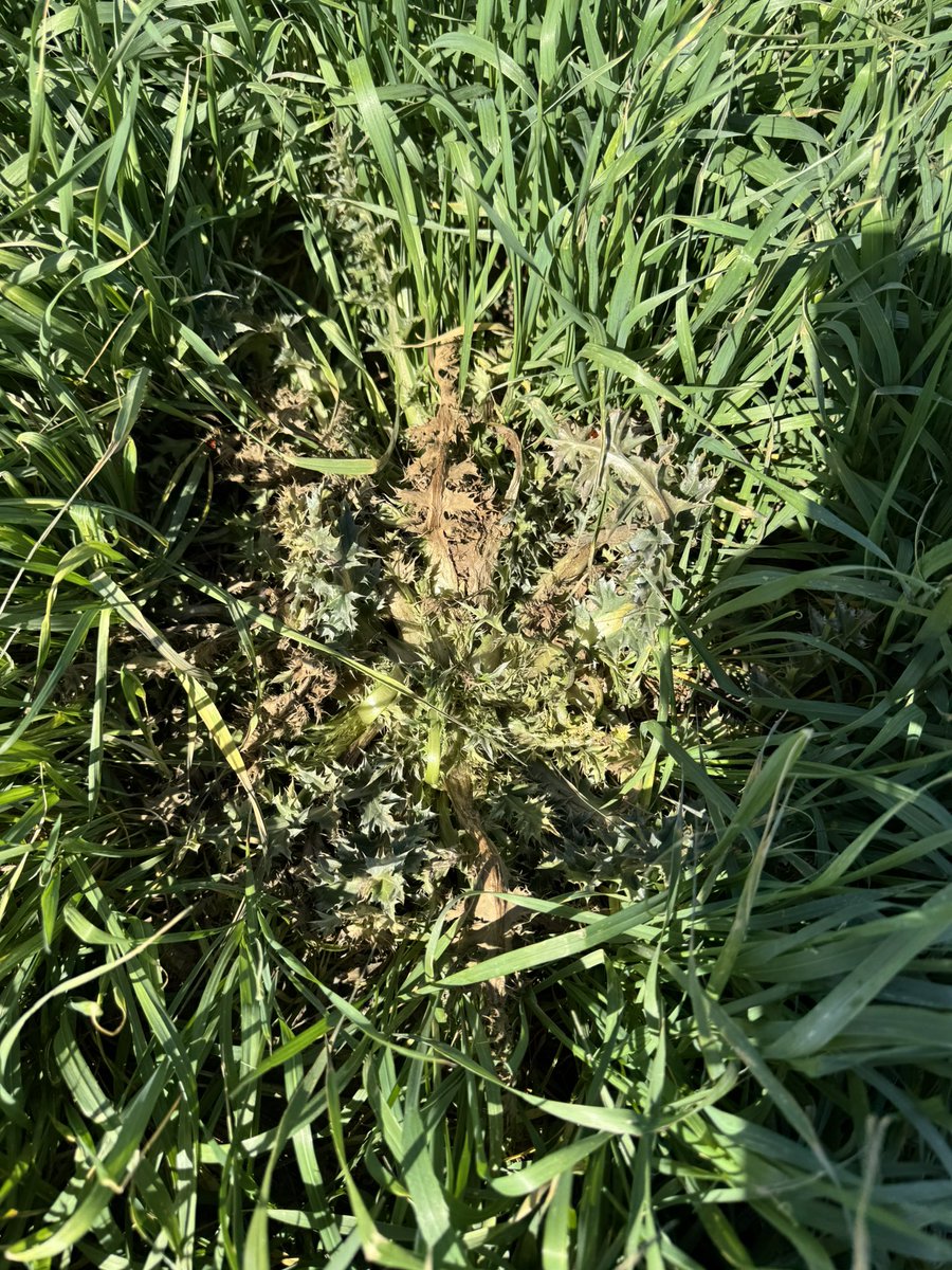 Russell French tweet media