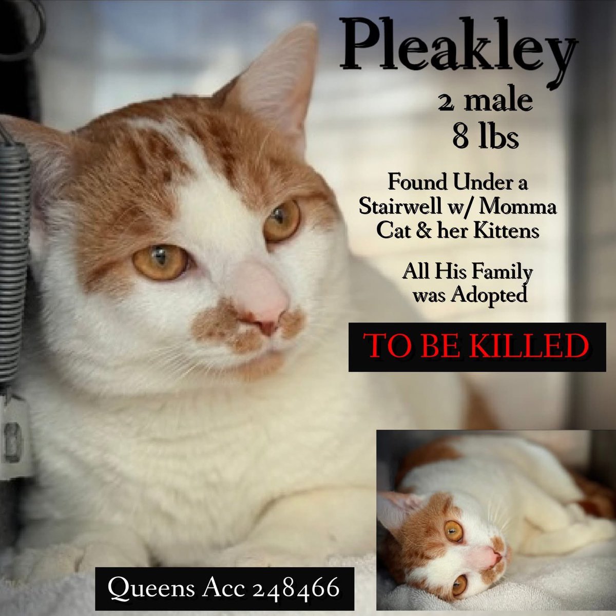 Nik & Marley Cat tweet media