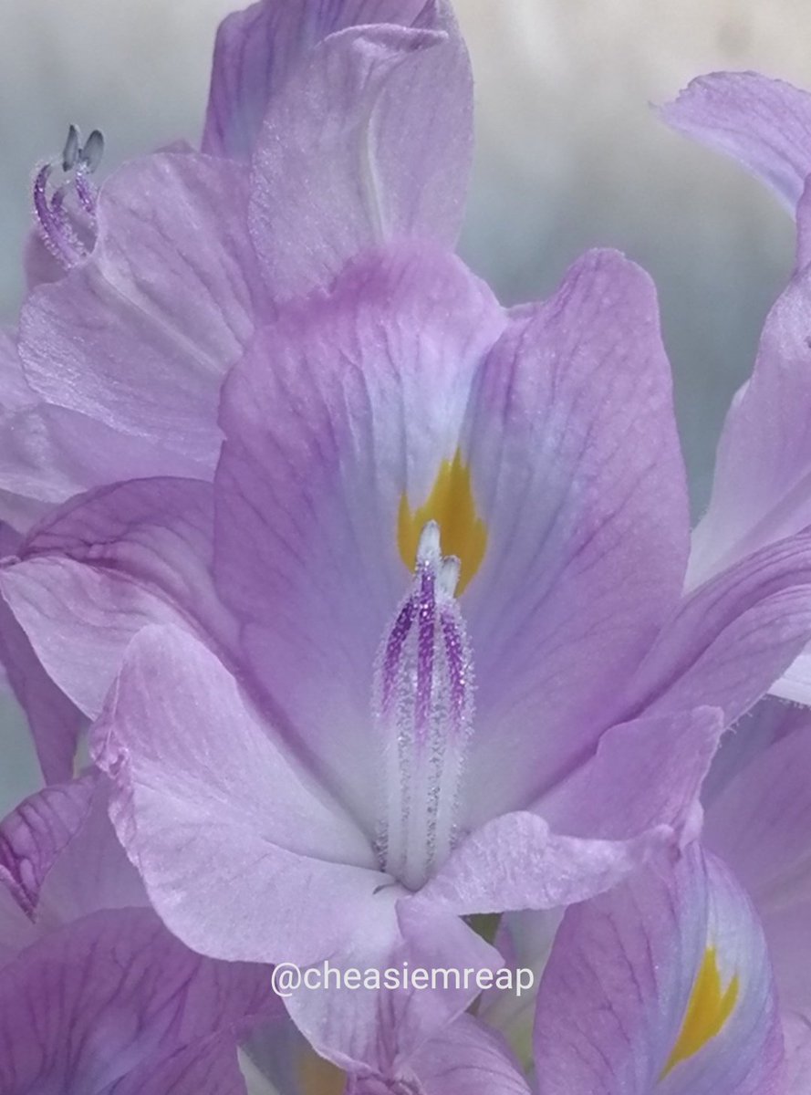 チア🇰🇭シェムリアップ tweet media