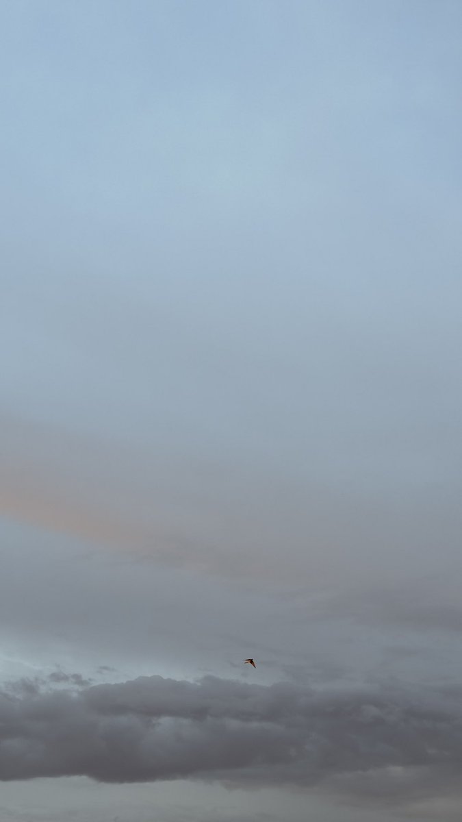 أحمد tweet media