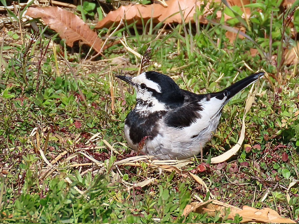 ちゃりぺん tweet media